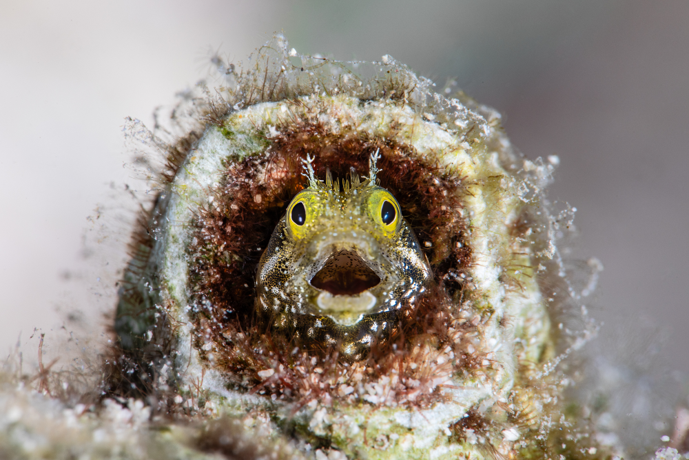 fish looking shocked in a rock fish looking shocked in a rock